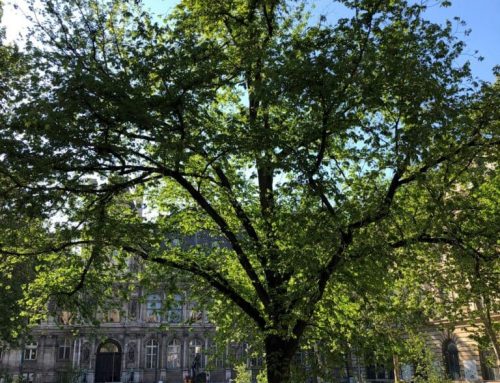 Les arbres ont une histoire – mercredi 15 avril 2026